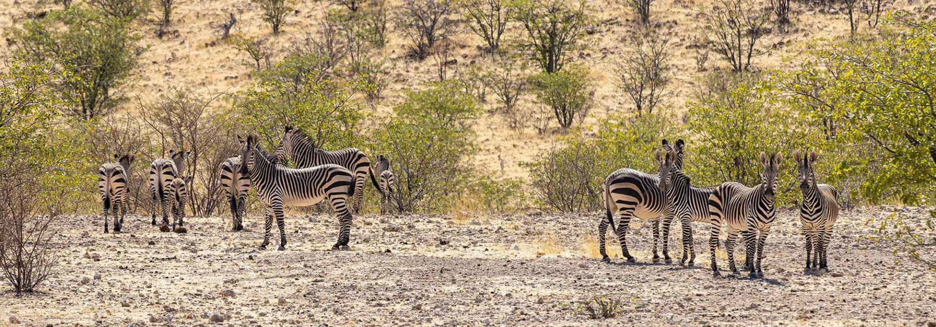 Zebras im Nordwesten Namibias