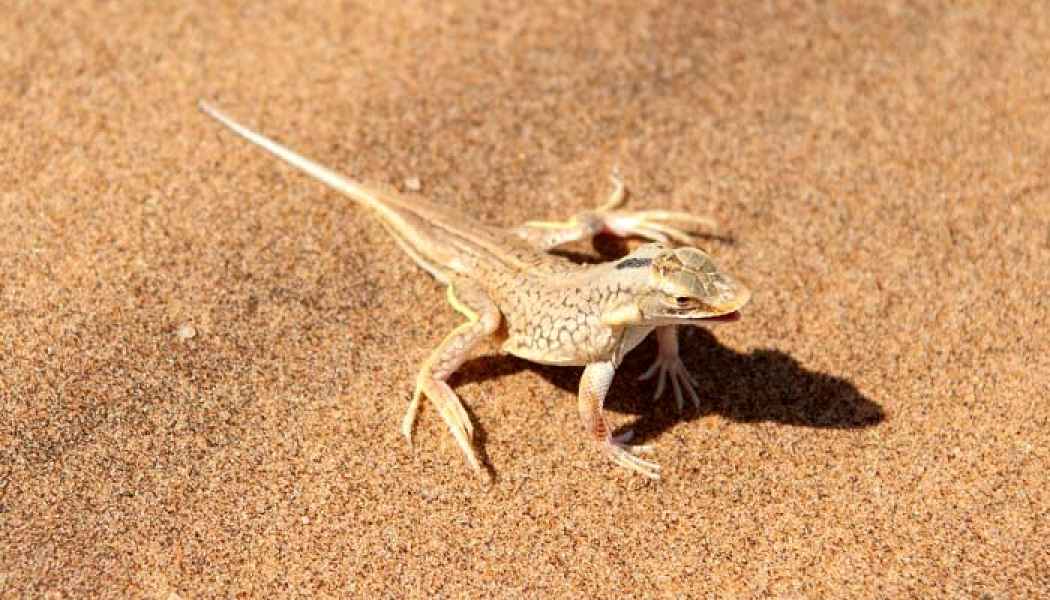 Geckos in der Sandwüste Namibias