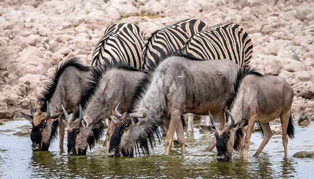 Gnus und Zebras am Wasserloch im Etosha Park