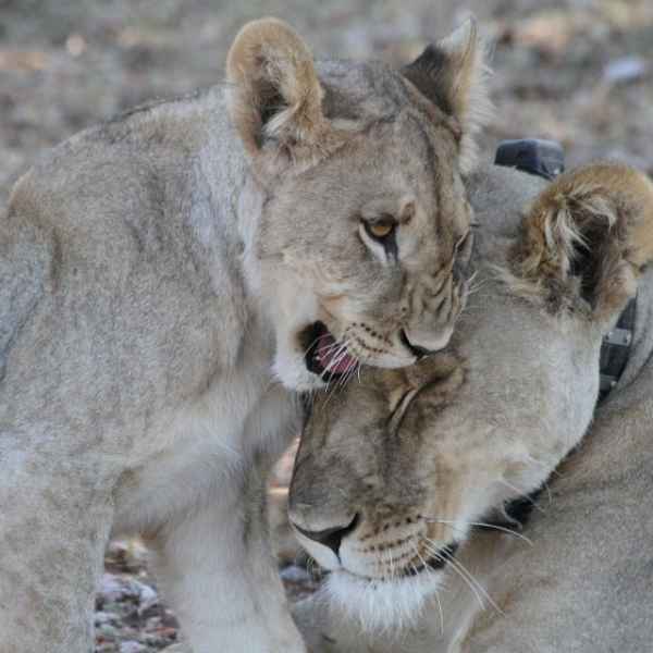 Löweneltern in Etoscha Park