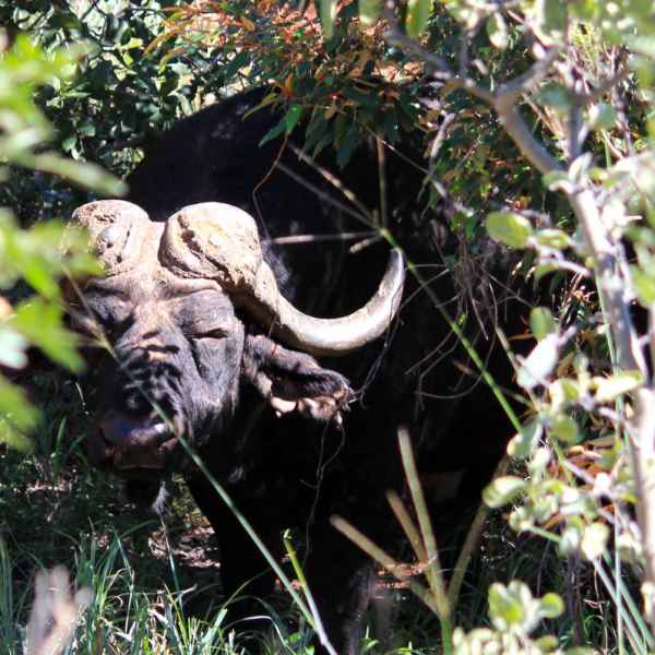 Büffel im Buffalo Park