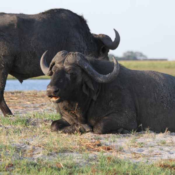 Büffel im Buffalo Park