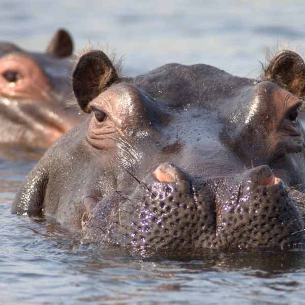 Rhino im Linyanti Fluss