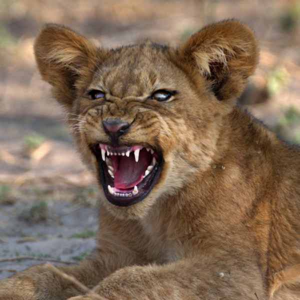Löwenbeobachtungen im Etoscha Nationalpark