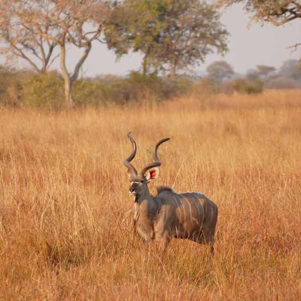 Kudu Antilope im Kaudom Park