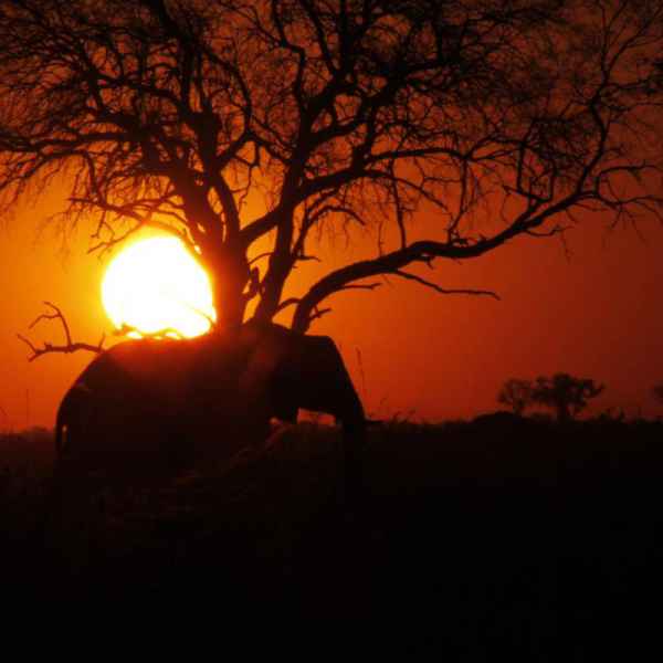 Sundowner mit Elefanten 