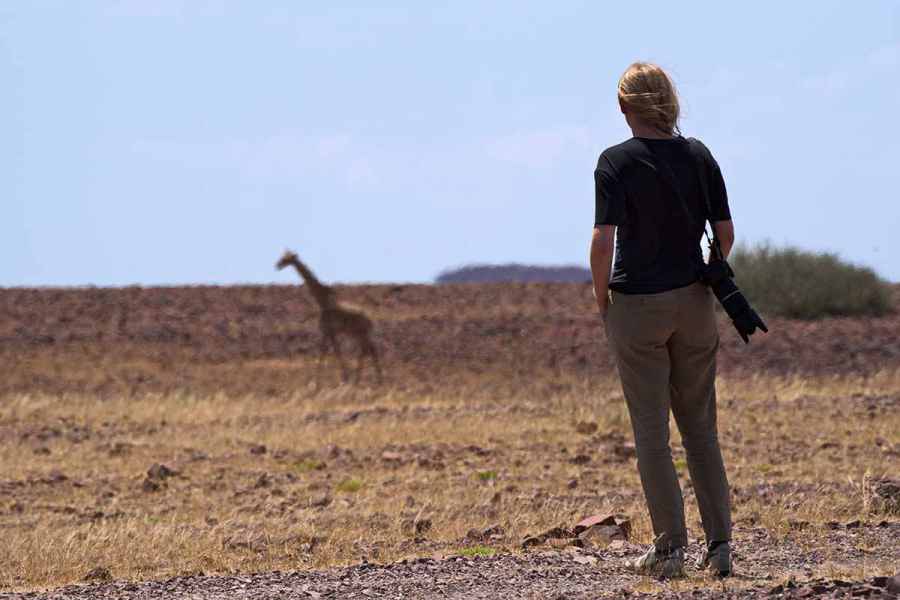 Giraffenbeobachtung