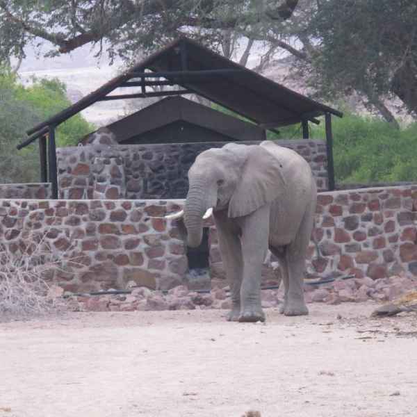 Elefant - Brandberg White Lady Lodge