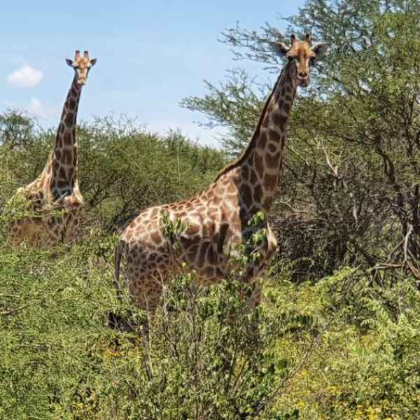 Namibias Giraffen