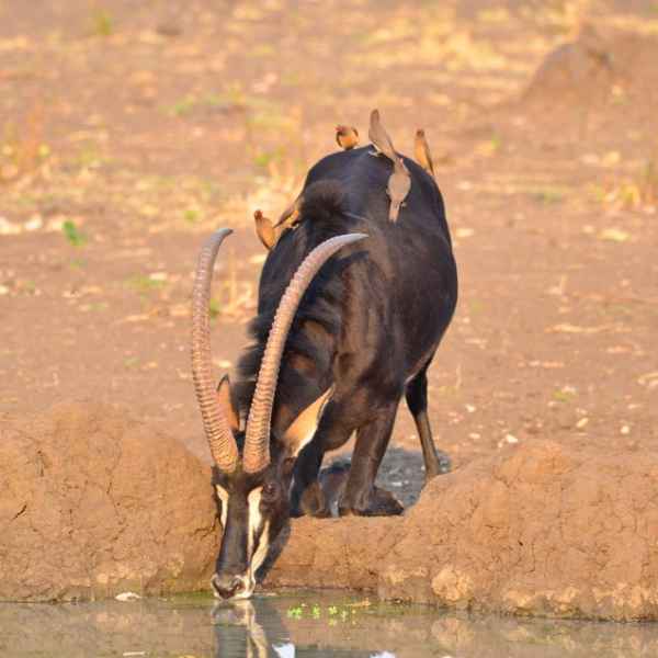Rappenantilope im Kaudum Nationalpark