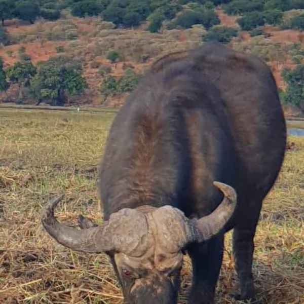 Büffel im Mahango Nationalpark 