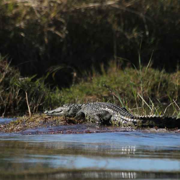 Krokodil im Caprivi