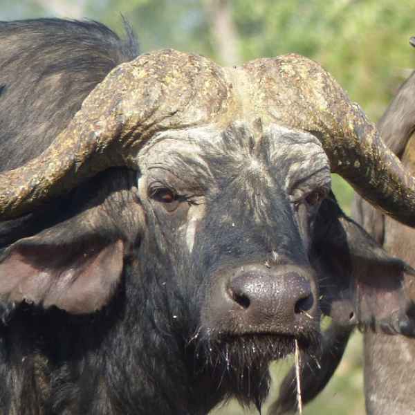 Kaffernbüffel im Chobe Forrest