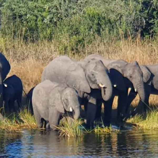 Namibia Elefanten an der Wasserstelle