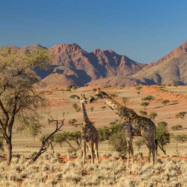 Herrliche Landschaften und Giraffen im Damaraland