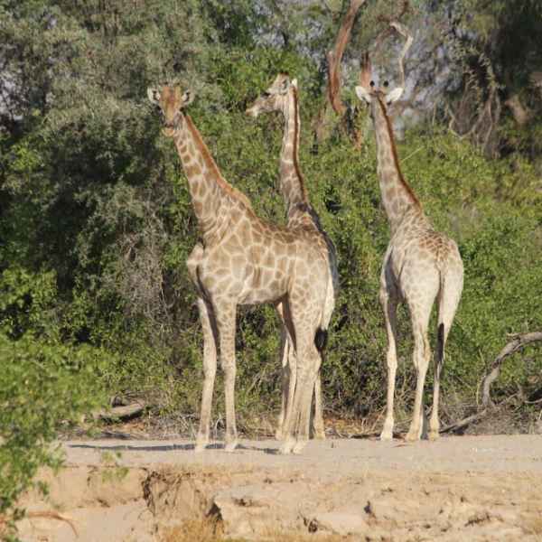 Giraffen im Kaokoveld