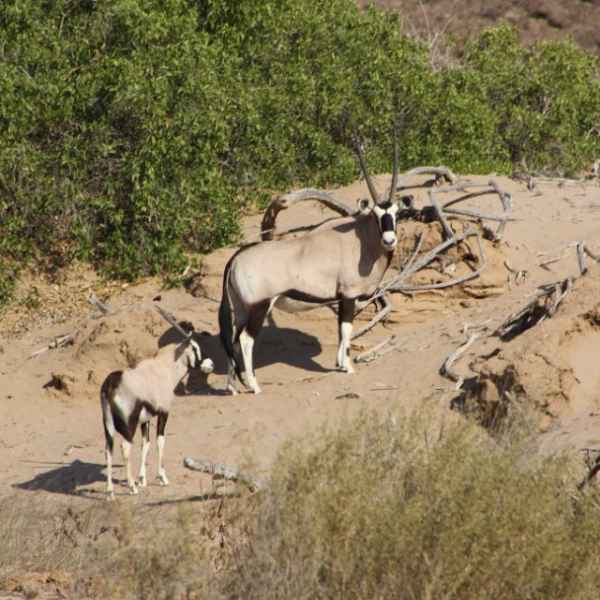Oryx mit Nachwuchs im Nordwesten Namibias