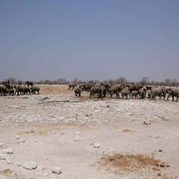 Große Elefantenherden in der Etosha