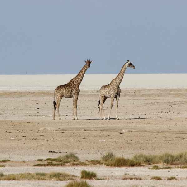 Giraffen, Etoscha Nationalpark