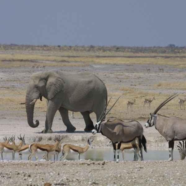 Elefanten, Oryx und Springböcke am Wasserloch