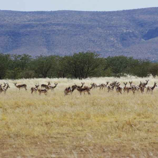 Springbockherde im Nordwesten Namibias