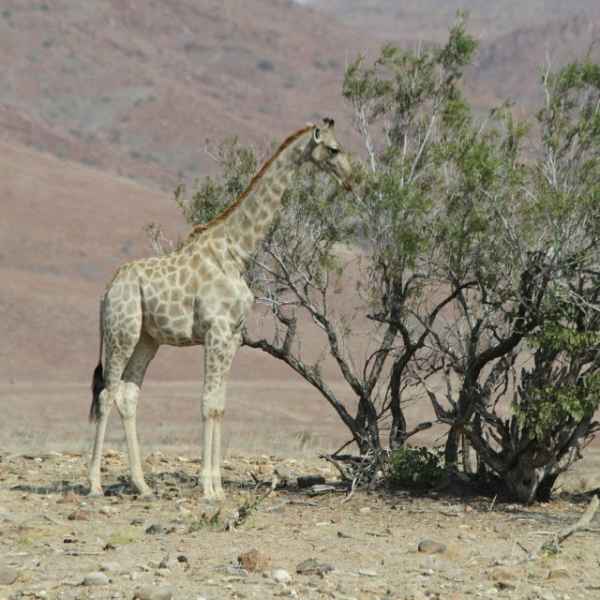 Giraffen im Kaokoveld-Busch
