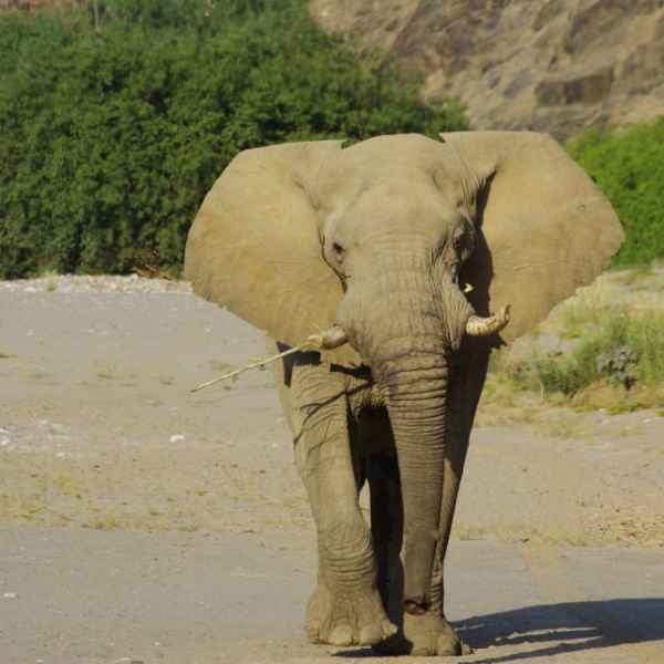 Elefantebulle