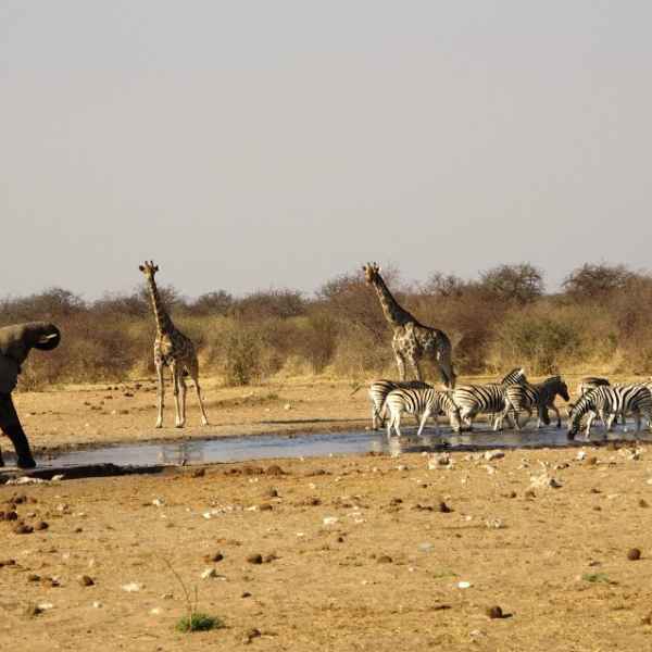 Namibias Wasserlöcher