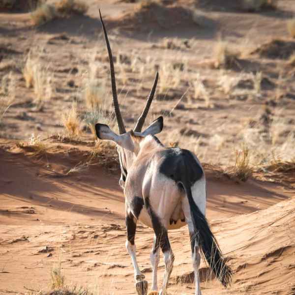 Oryx in der Namibwüste