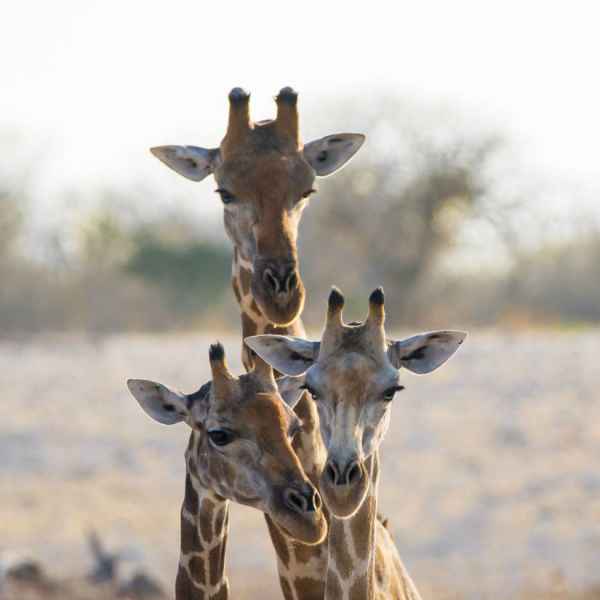 Giraffen Familienfoto