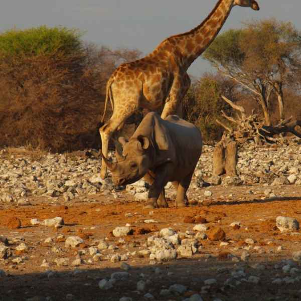 Giraffen und Nashorn