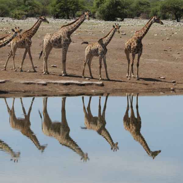 Gruppe Giraffen am Wasserloch
