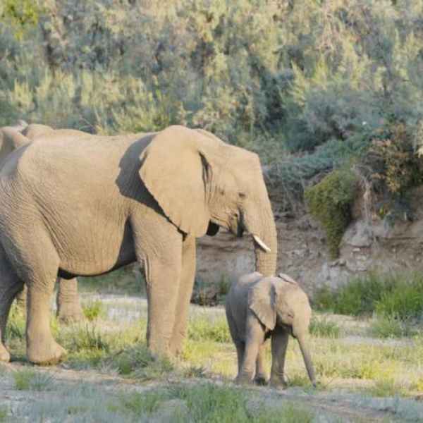 Elefantenkuh mit Jungtier