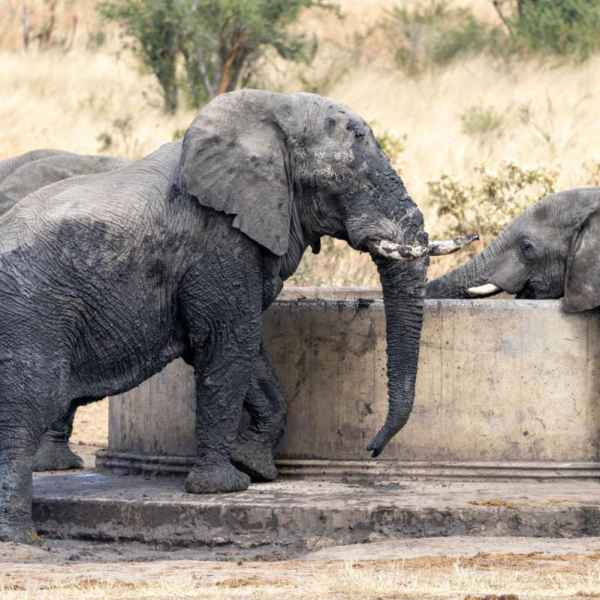 Elefanten am Wasser im Norden Namibias