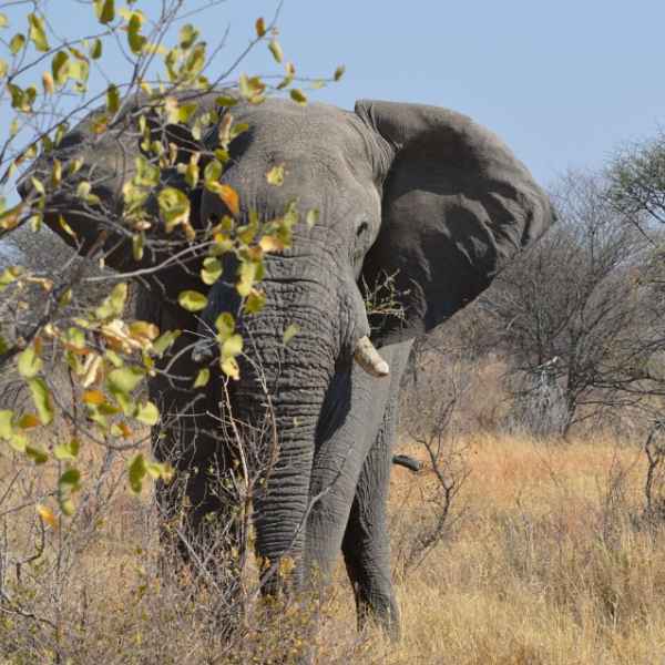 Elefantenbulle im Mahangu