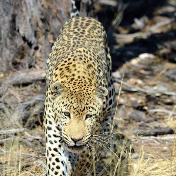 Leopard in einem Nationalpark im Norden Namibias