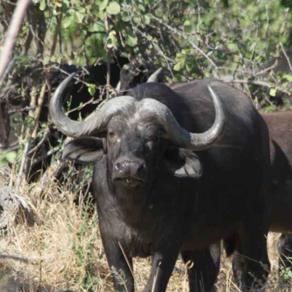 Afrikanischer Büffel auf einer Tour durch den Norden Namibias