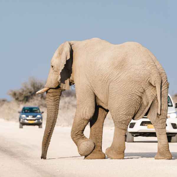 Etoscha Nationalpark mit Elefanten