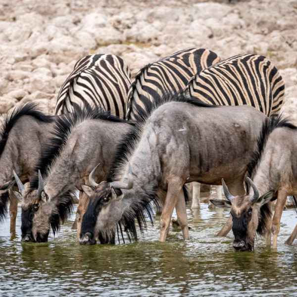 Gnus und Zebras an der Wasserstelle