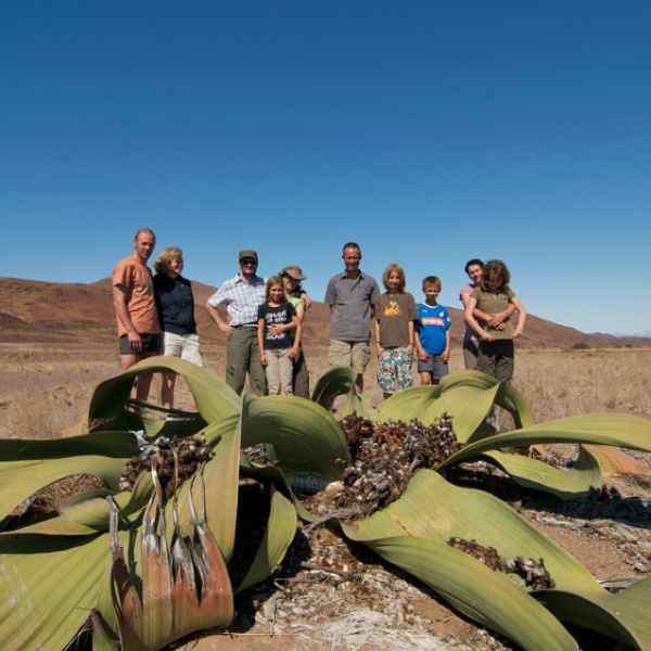 Welwitschia in der Mondlandschaft