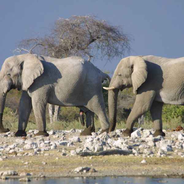 Elefanten im Etoscha Park