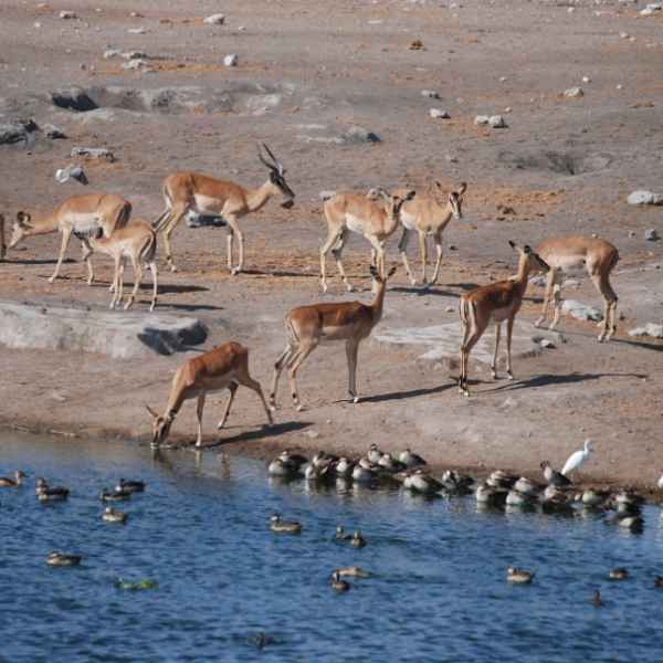 Impala Herde im Etoscha Park