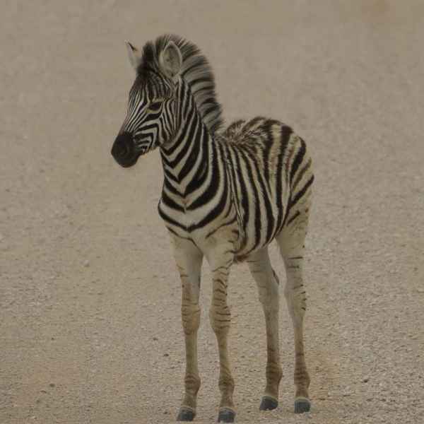 Zebrafohlen in Namibias Nationalpark
