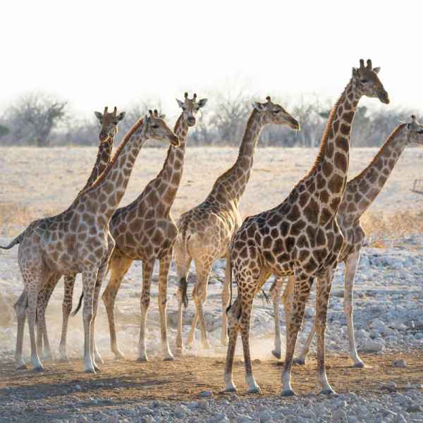 Giraffen im Etoscha Nationalpark