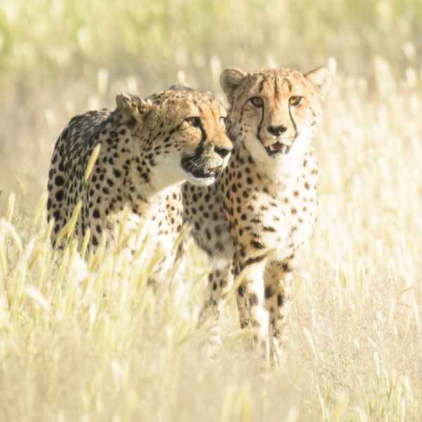 Gruppe Cheetahs im Etoscha