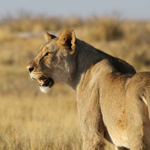 Löwe im Etoscha Nationalpark