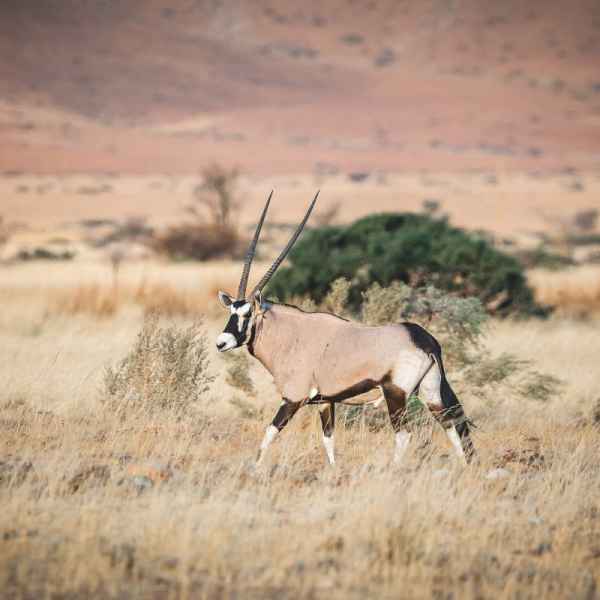 Oryxantilope in der Namib
