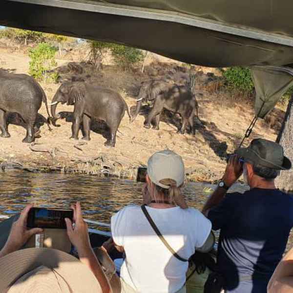 Chobe Bootsfahrt mit Elefanten