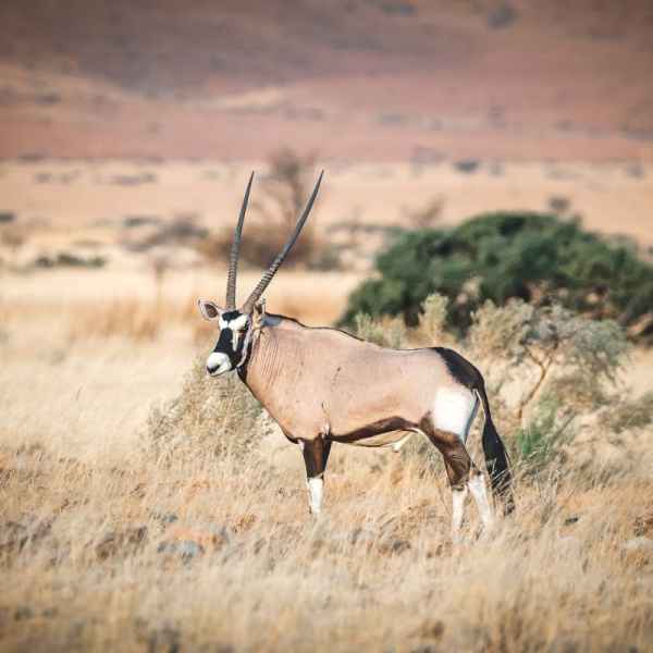 Namibischer Gemsbock