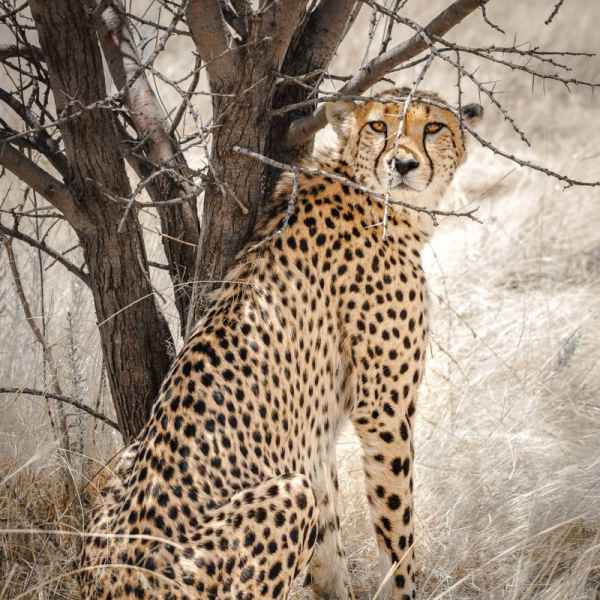 Gepard im Kgalagadie Transfrontier Park